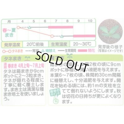 画像2: 送料無料　花の種　百日草・サンボウ混合　小袋　タキイ種苗(株)NL200
