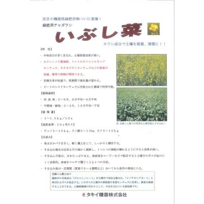 画像3: [緑肥]　チャガラシ　いぶし菜　1kg　タキイ種苗(株)