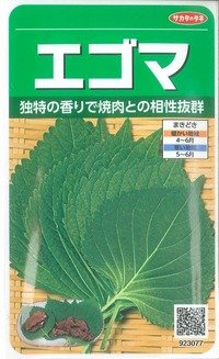 [葉物]　エゴマ　約800粒　サカタのタネ（株）　実咲200