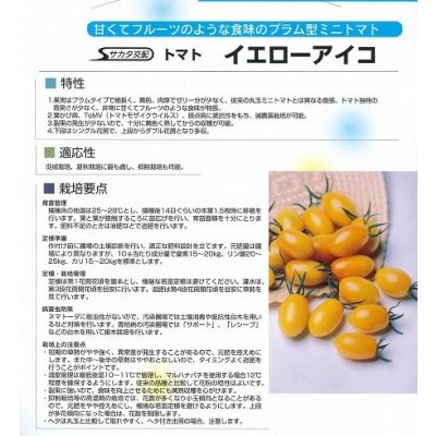 画像6: 送料無料　[トマト/ミニトマト]　イエローアイコ　1000粒　(株)サカタのタネ
