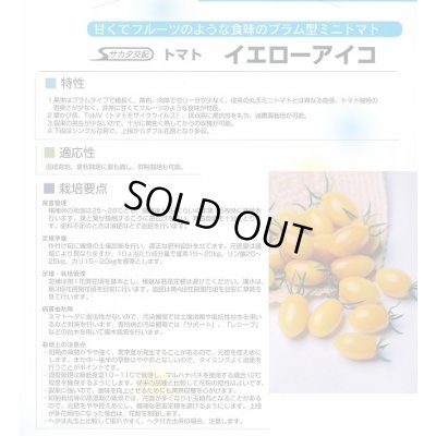 画像6: 送料無料　[トマト/ミニトマト]　イエローアイコ　13粒　(株)サカタのタネ実咲550（002823）