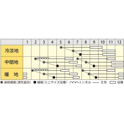 画像4: [人参]　イエローハーモニー　1万粒　　丸種（株）