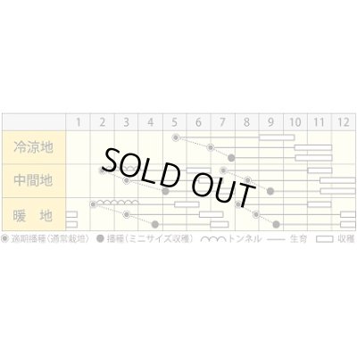 画像4: 送料無料　[人参]　イエローハーモニー　1000粒　丸種(株)