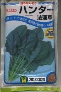 [ほうれんそう]　ハンター　Mサイズ　3万粒　カネコ種苗（株）