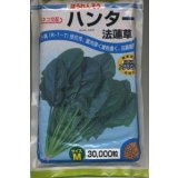 [ほうれんそう]　ハンター　Mサイズ　3万粒　カネコ種苗（株）