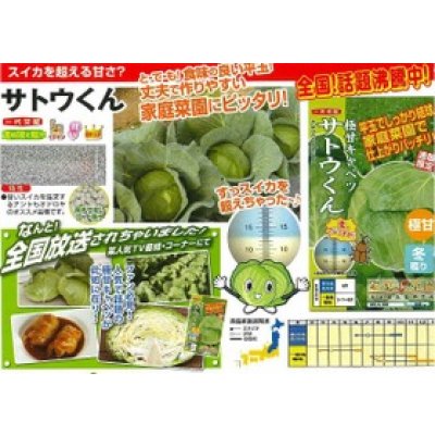 画像2: 送料無料　[キャベツ]　極甘サトウくん　40粒　ナント種苗（株）