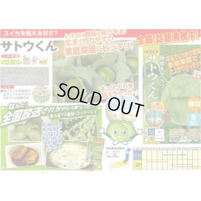 画像2: [キャベツ] 極甘サトウくん 40粒 ナント種苗（株）