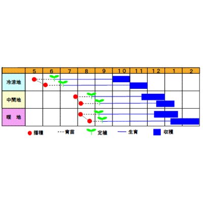 画像2: 送料無料　[キャベツ]　あまかぜ　1ml　渡辺農事（株）
