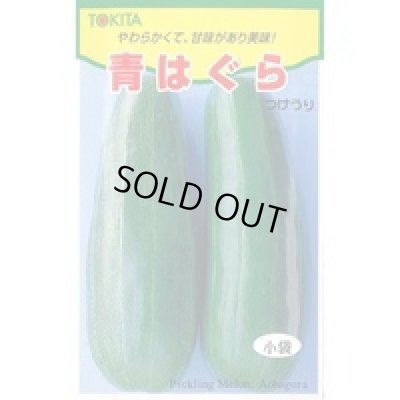 画像1: 送料無料　[瓜類]　青はぐら　3ml(およそ100粒)　トキタ種苗(株)