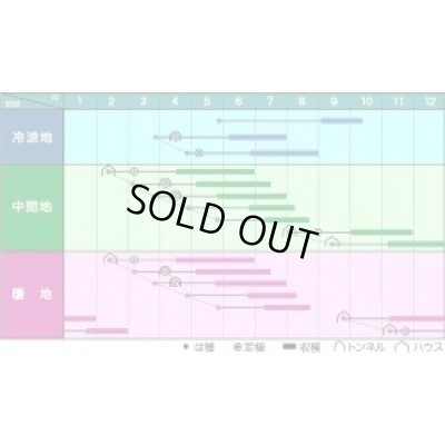 画像2: [いんげん]　ビックリジャンボ　1L　ヴィルモランみかど（株）