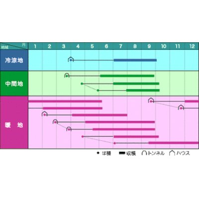 画像2: [オクラ]　ブルースカイZ　1L　 　ヴィルモランみかど