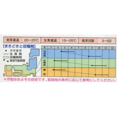 画像3: [かぶ]　ＣＲもちばな　3.5ml　タキイ種苗（株）　RF　