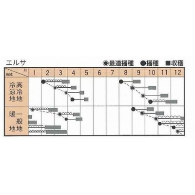 画像4: [ほうれんそう]　エルサ　M　3万粒　トキタ種苗（株）