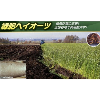 画像4: [緑肥]　エンバク　ヘイオーツ　1kg　雪印種苗(株)