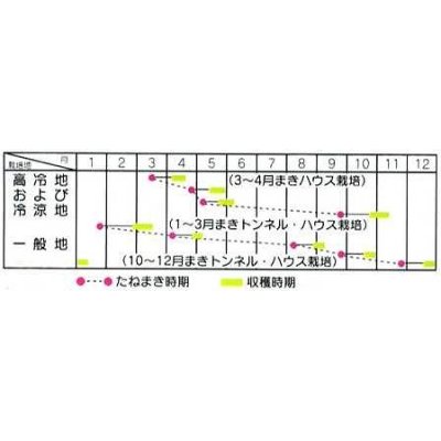 画像2: [シーダー種子]　ミニチンゲンサイ　シャオパオ　1粒×5cm間隔