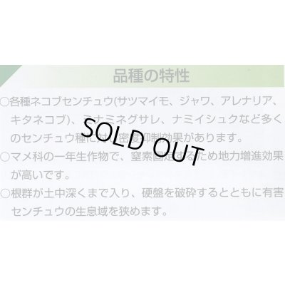 画像4: [緑肥]　ネマクリーン(マメ科)1kg　カネコ種苗(株)