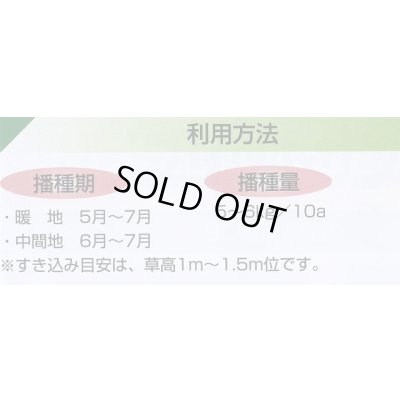 画像5: [緑肥]　ネマクリーン(マメ科)1kg　カネコ種苗(株)