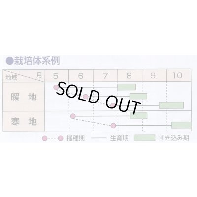 画像3: [緑肥]　ネマクリーン(マメ科)1kg　カネコ種苗(株)