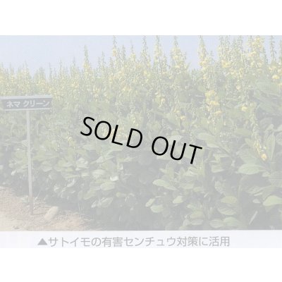 画像9: [緑肥]　ネマクリーン(マメ科)1kg　カネコ種苗(株)