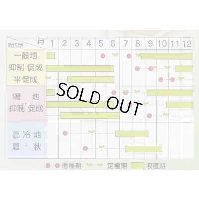 画像3: 送料無料　[トマト/ミニトマト]　アイコ　17粒　(株)サカタのタネ実咲550（002821）
