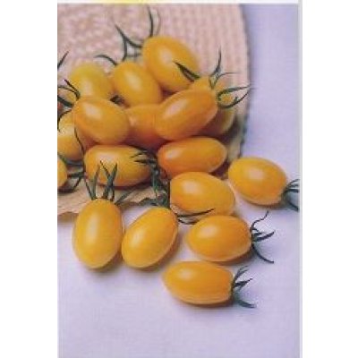 画像4: 送料無料　[トマト/ミニトマト]　イエローアイコ　1000粒　(株)サカタのタネ