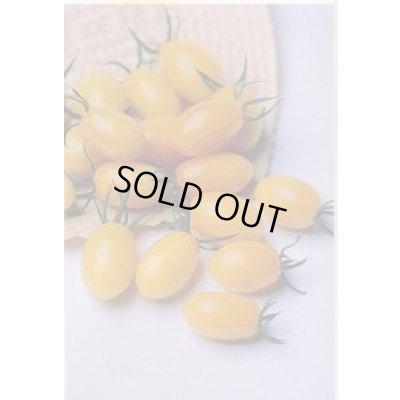 画像4: 送料無料　[トマト/ミニトマト]　イエローアイコ　13粒　(株)サカタのタネ実咲550（002823）