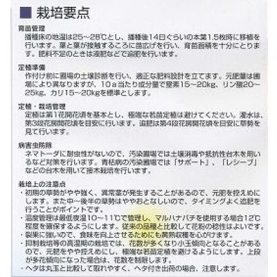 画像3: 送料無料　[トマト/ミニトマト]　イエローアイコ　1000粒　(株)サカタのタネ