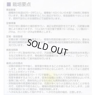 画像3: 送料無料　[トマト/ミニトマト]　イエローアイコ　13粒　(株)サカタのタネ実咲550（002823）