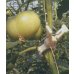 画像2: トマト用　つりっ子ｊｒ.　100個入 (2)