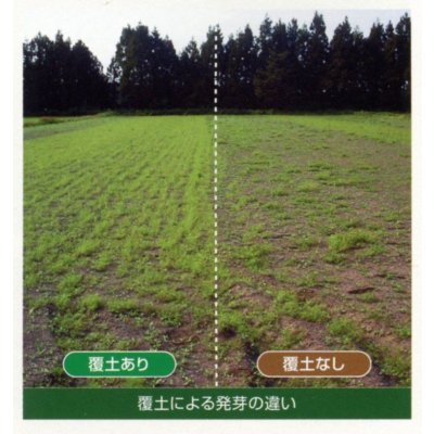 画像6: [緑肥]　ヘアリーベッチ　まめ助　1kg　雪印種苗(株)