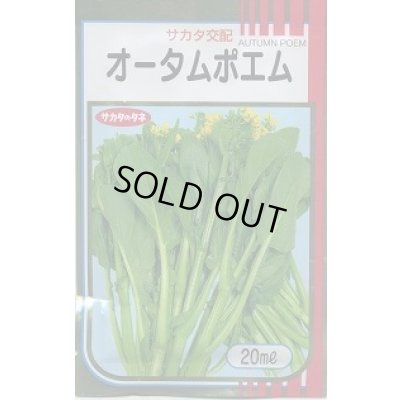 画像1: 送料無料　[葉物]　オータムポエム　20ml　（株）サカタのタネ