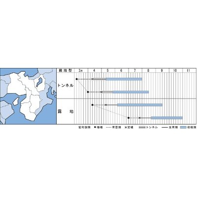 画像3: [キュウリ]　シャキット　350粒　タキイ種苗（株）