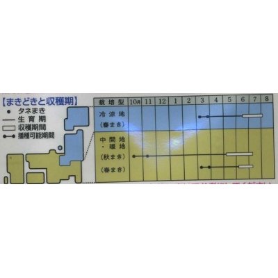 画像2: [えんどう]　スナップエンドウ　グルメ　1L（およそ3160粒）　タキイ種苗（株）