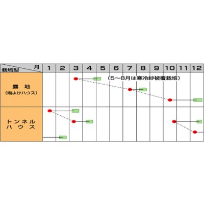 画像4: 送料無料　[小松菜]　はっけい　2dl　（株）サカタのタネ