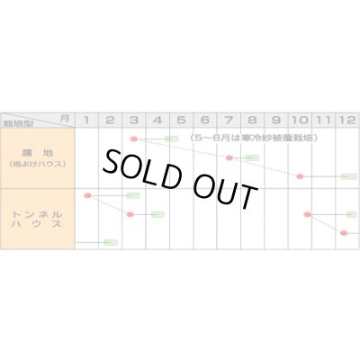 画像4: 送料無料　[小松菜]　はっけい　20ml　（株）サカタのタネ