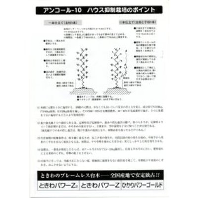 画像2: 送料無料　[キュウリ]　風神　10粒　カネコ種苗（株）