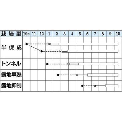 画像2: [なす]　千両二号　50粒　タキイ種苗（株）　DF　