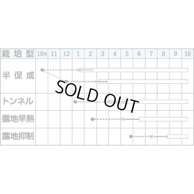 画像2: 送料無料　[なす]　千両二号　2000粒　タキイ種苗(株)