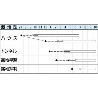 画像2: [なす]　送料無料！　筑陽　1000粒　タキイ種苗（株）