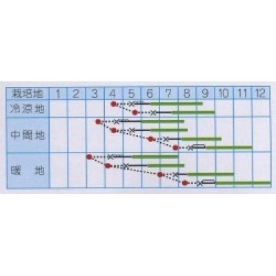 画像2: [キュウリ]　青力節成五号　1.3ml　（株）タカヤマシード