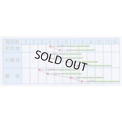 画像2: 送料無料　[キュウリ]　青力節成五号　1.3ml　(株)タカヤマシード