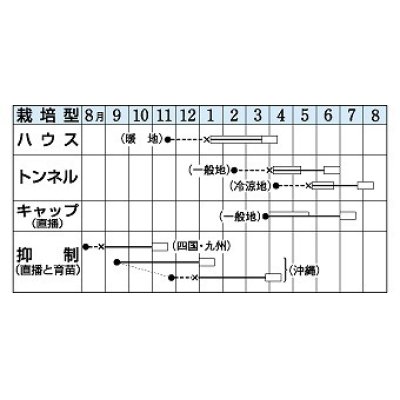 画像3: [かぼちゃ]　栗えびす　100粒　タキイ種苗（株）