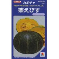 [かぼちゃ]　栗えびす　100粒　タキイ種苗（株）