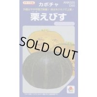 送料無料　[かぼちゃ]　栗えびす　100粒　タキイ種苗(株)