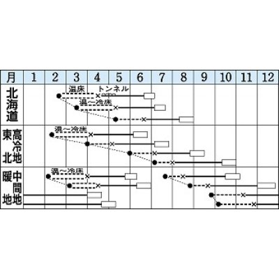 画像3: [キャベツ]　北ひかり　1.8ｍｌ　タキイ種苗（株）　DF