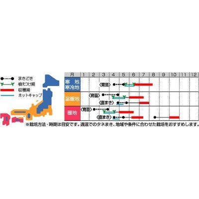 画像2: [かぼちゃ]　コリンキー　100粒　サカタ交配