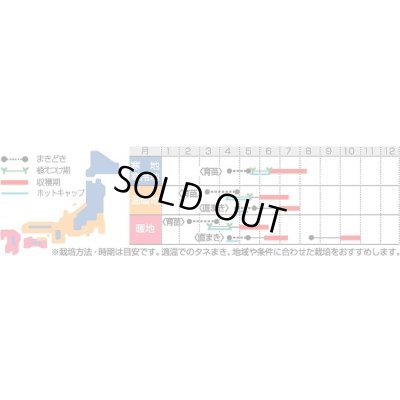 画像2: 送料無料　[かぼちゃ]　コリンキー　100粒　(株)サカタのタネ