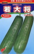 送料無料　[瓜類]　青はぐらうり　若大将　17粒　渡辺交配