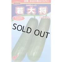 送料無料　[瓜類]　青はぐらうり　若大将　17粒　渡辺農事（株）