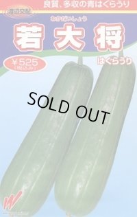 送料無料　[瓜類]　青はぐらうり　若大将　17粒　渡辺農事（株）